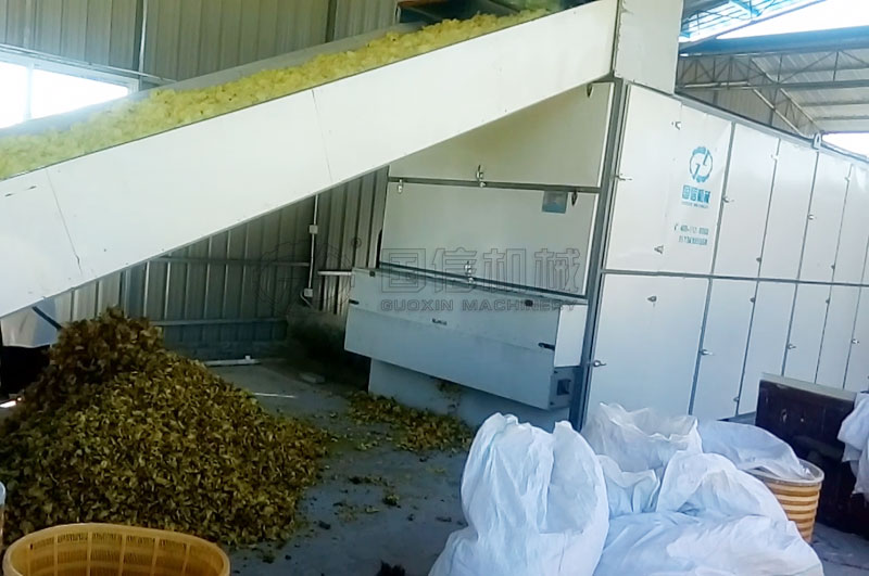 安徽客戶黃蜀葵烘干加工廠