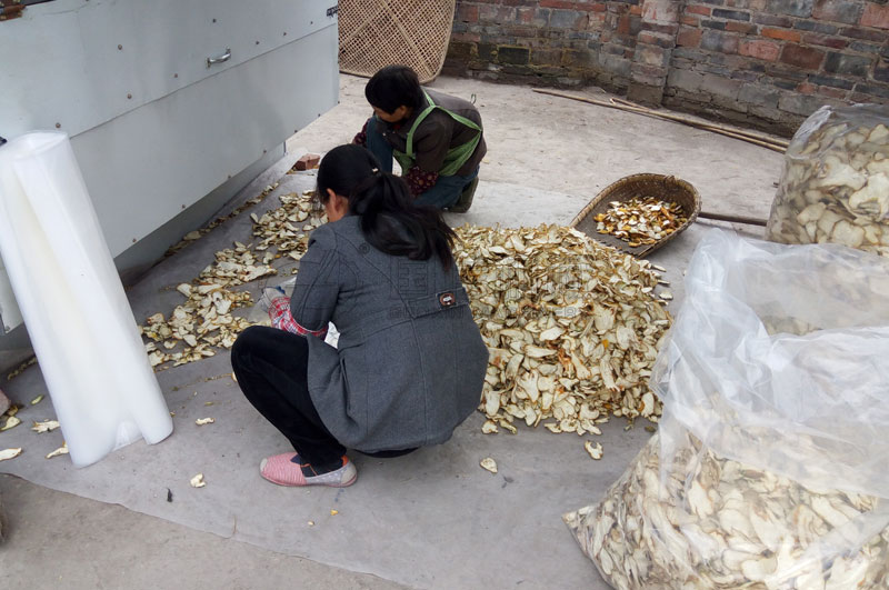 重慶客戶烘干佛手現場圖片